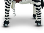 My Pony, Riding Toy Zebra From Rollzone ®, 3 - 6 Years (Mp2001-S) - Slika 5